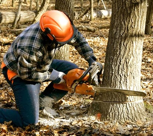 Tree Removal in Westport, SD